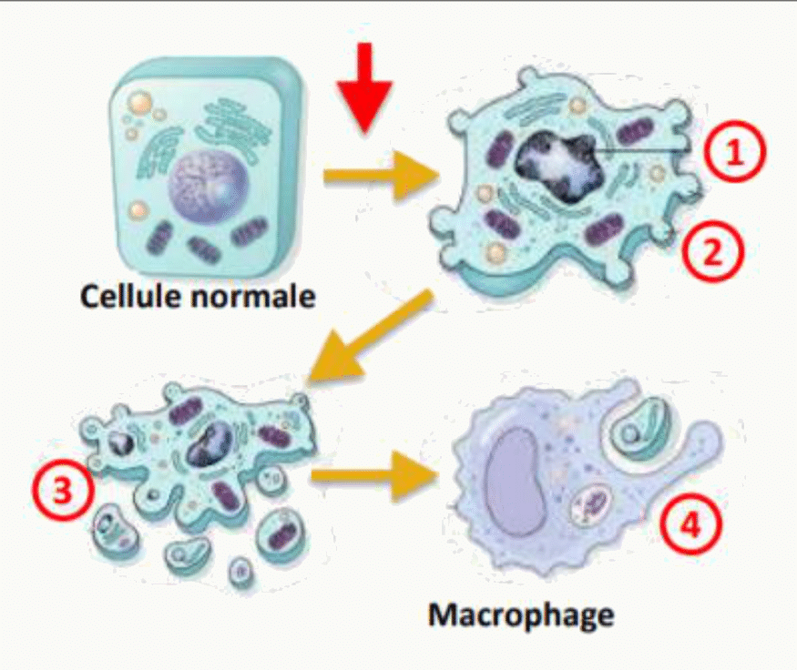 Étapes de l'apoptose : condensation, fragmentation en corps apoptotiques puis phagocytose par un macrophage