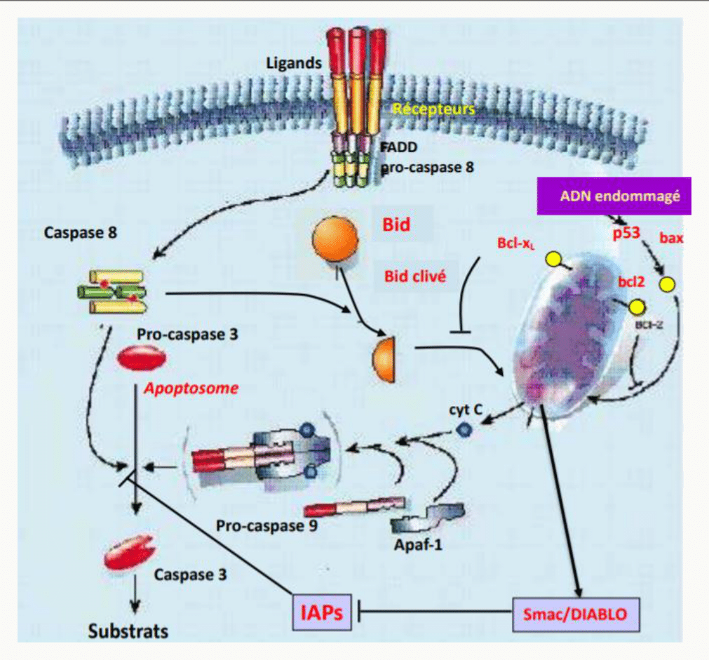 Contrôle intégré de l'apoptose par la famille Bcl-2, p53, les IAP et Smac/DIABLO