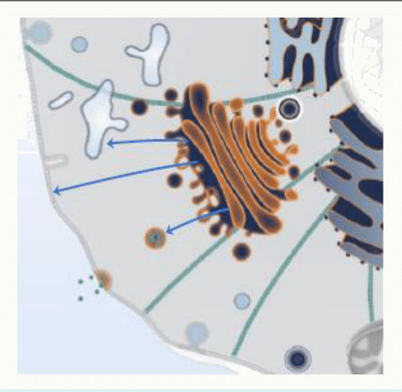 Appareil de Golgi positionné dans la cellule par le cytosquelette