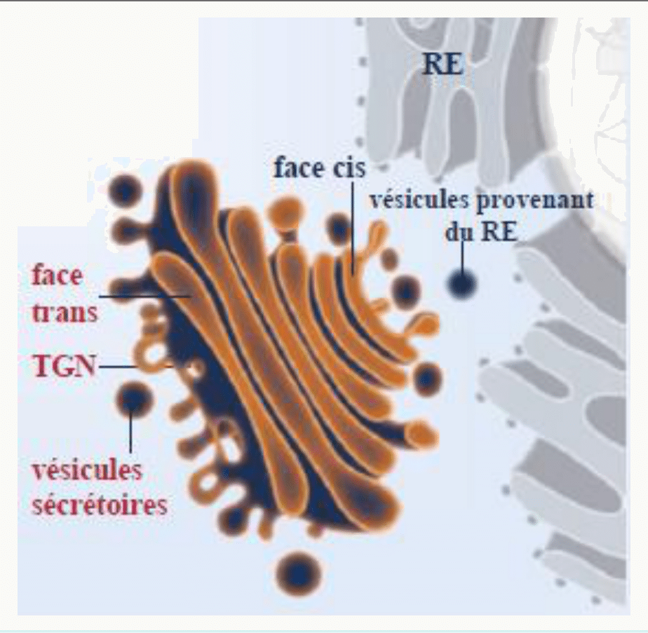 Appareil de Golgi avec sa face cis, sa face trans, le réseau trans-golgien et ses vésicules sécrétoires