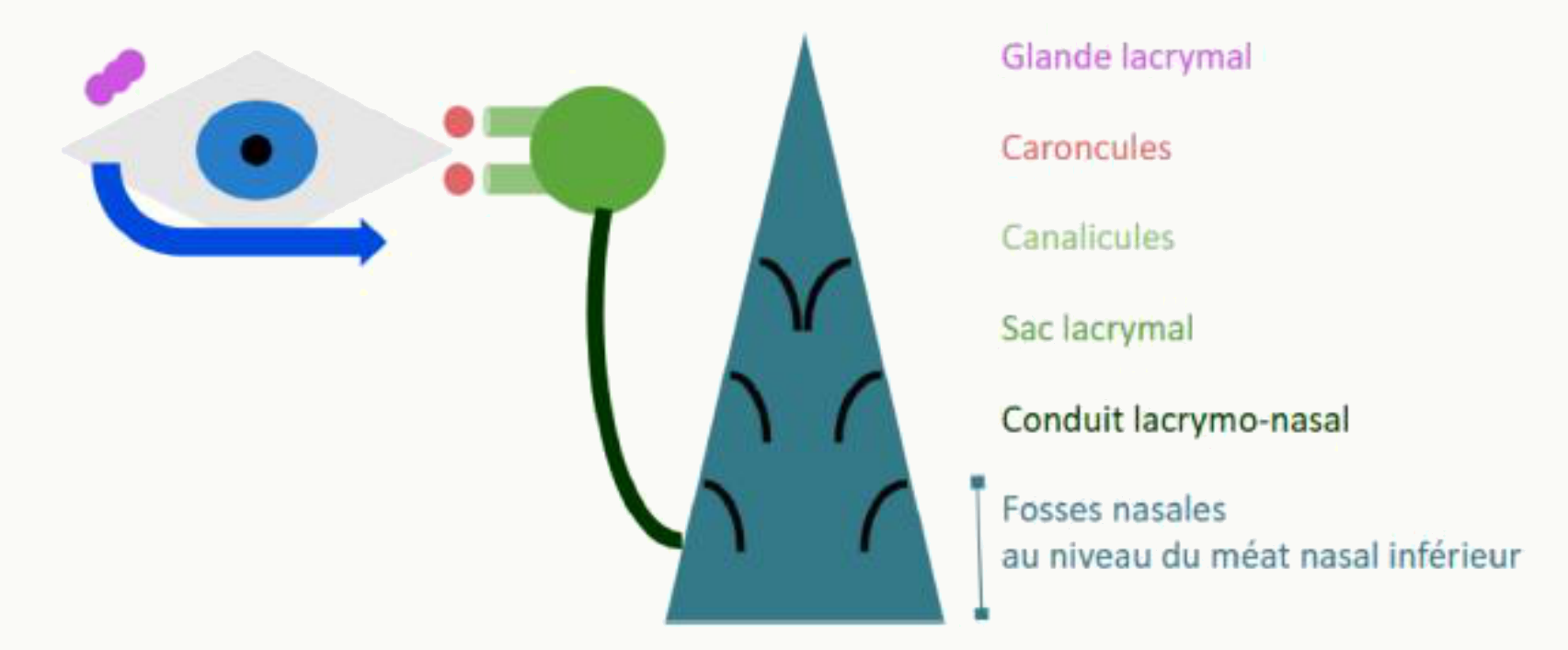 Appareil lacrymal : glande lacrymale, caroncule, sac lacrymal et conduit lacrymo-nasal