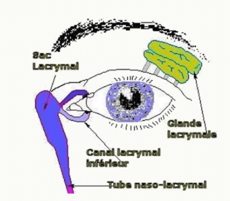 Appareil lacrymal : glande, sac lacrymal, canal et conduit naso-lacrymal