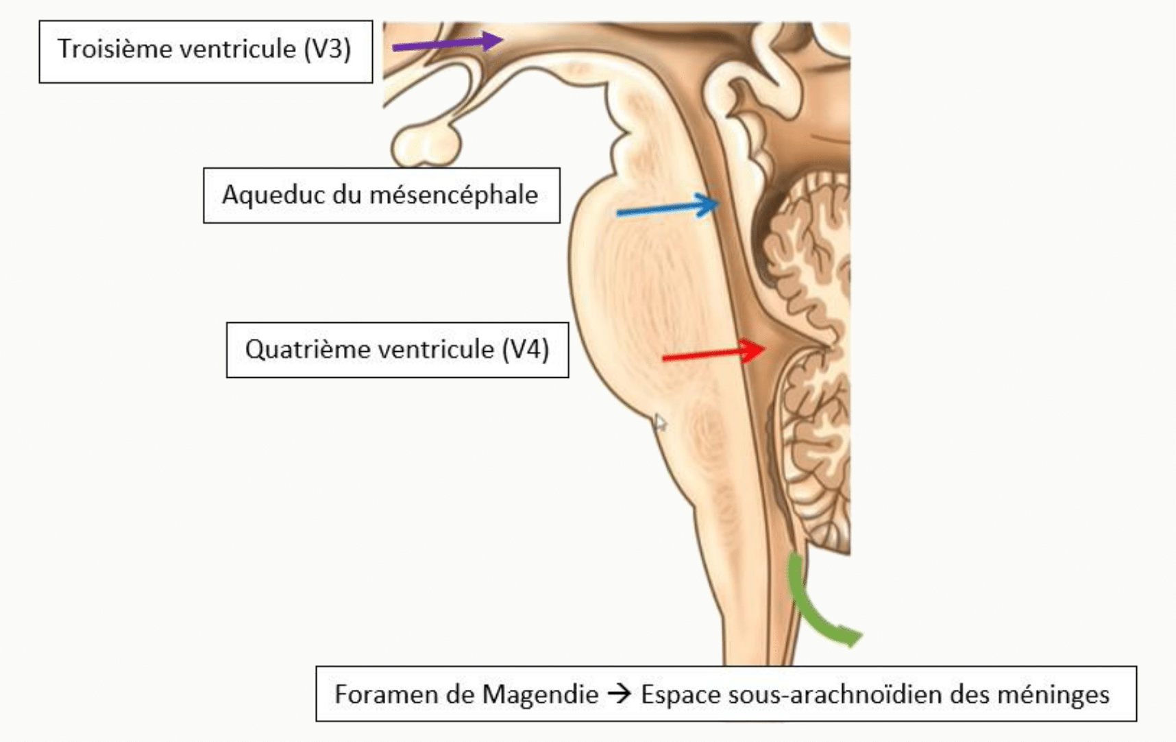 Aqueduc du mésencéphale et foramens de sortie du quatrième ventricule