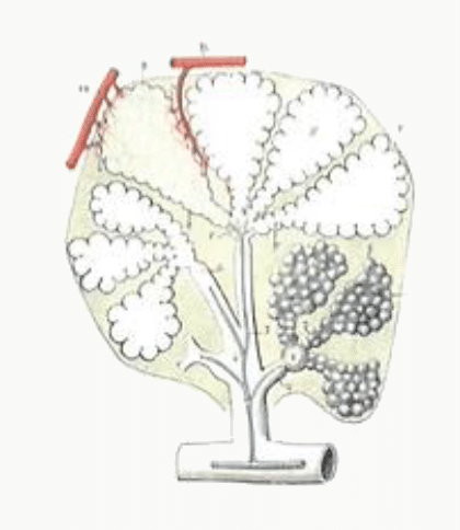 Arbre bronchique se ramifiant jusqu'au lobule pulmonaire