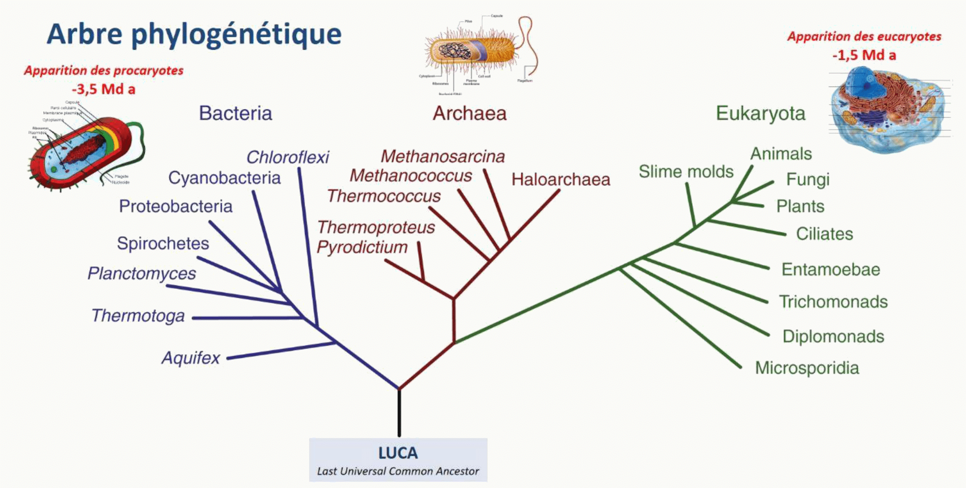 Arbre phylogénétique du vivant : les trois domaines Bacteria, Archaea et Eukaryota issus de LUCA