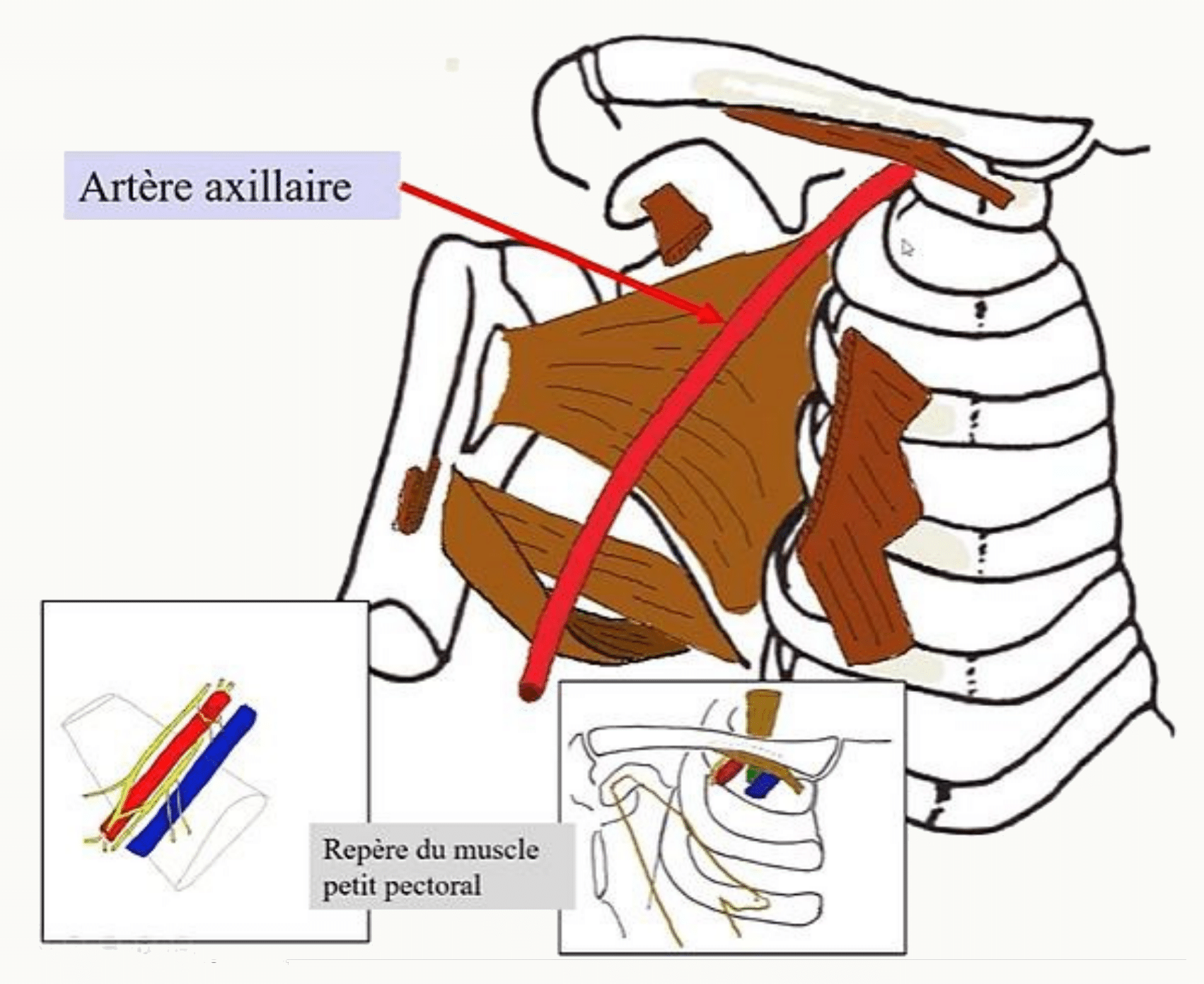 Artère axillaire et son trajet de la première côte au bord inférieur du grand pectoral