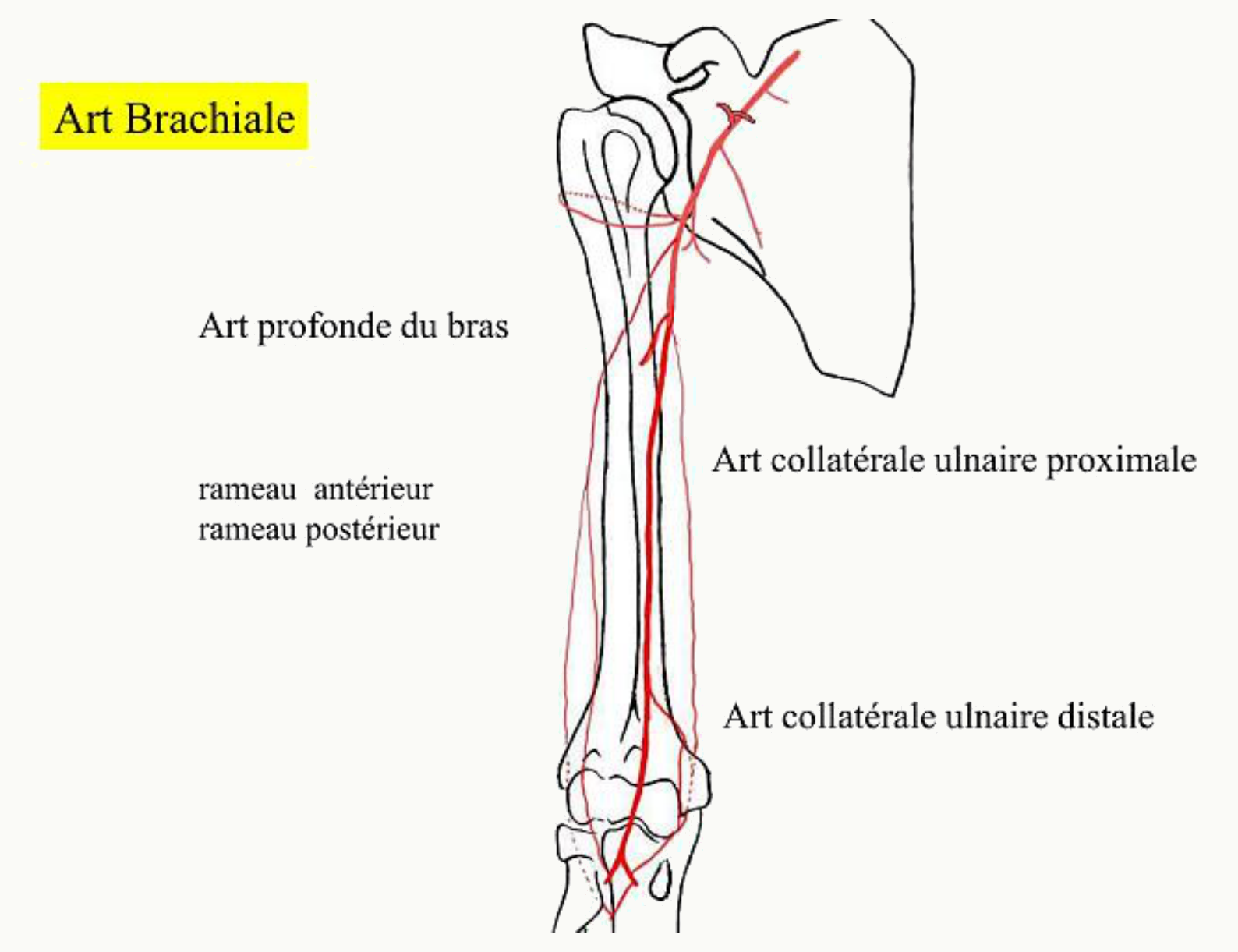 Artère brachiale et artère profonde du bras et leurs collatérales