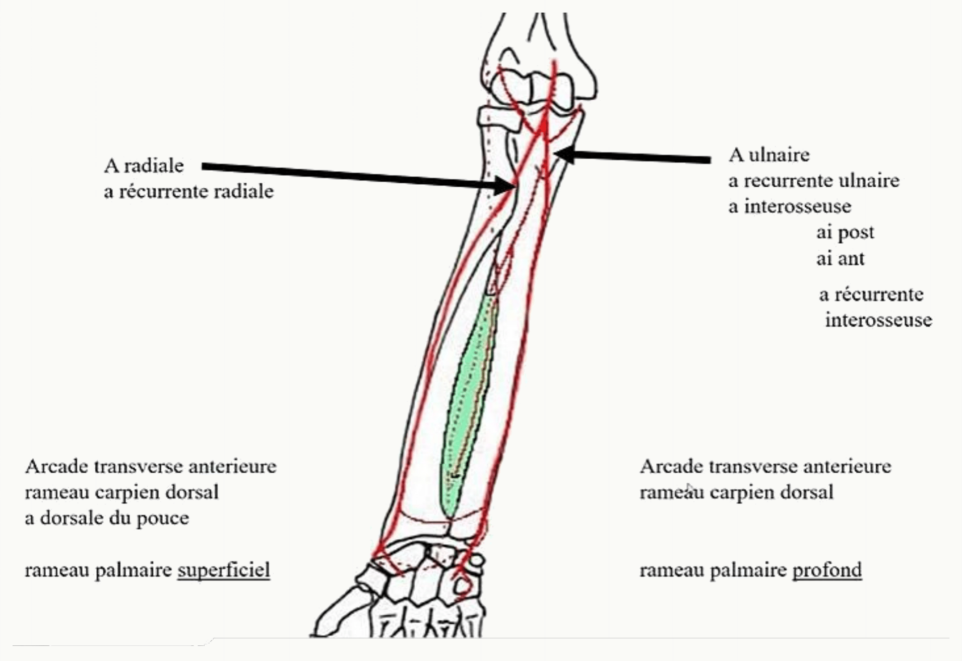 Artères de l'avant-bras et arcades anastomotiques autour du coude et du poignet