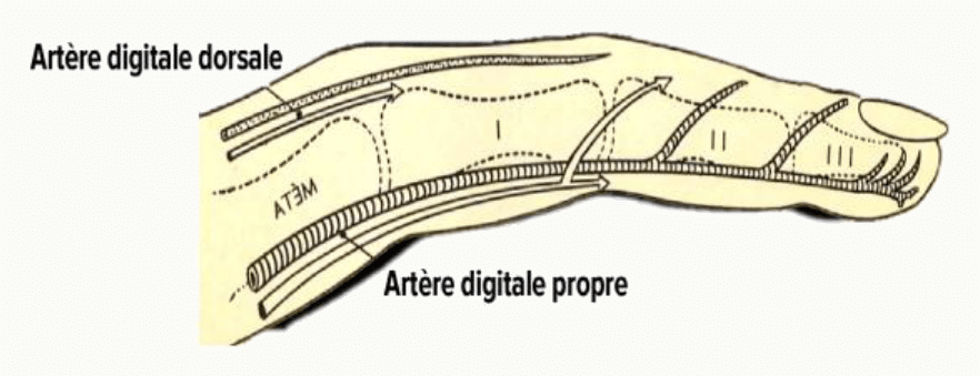 Artères digitales palmaires communes et propres et artères digitales dorsales