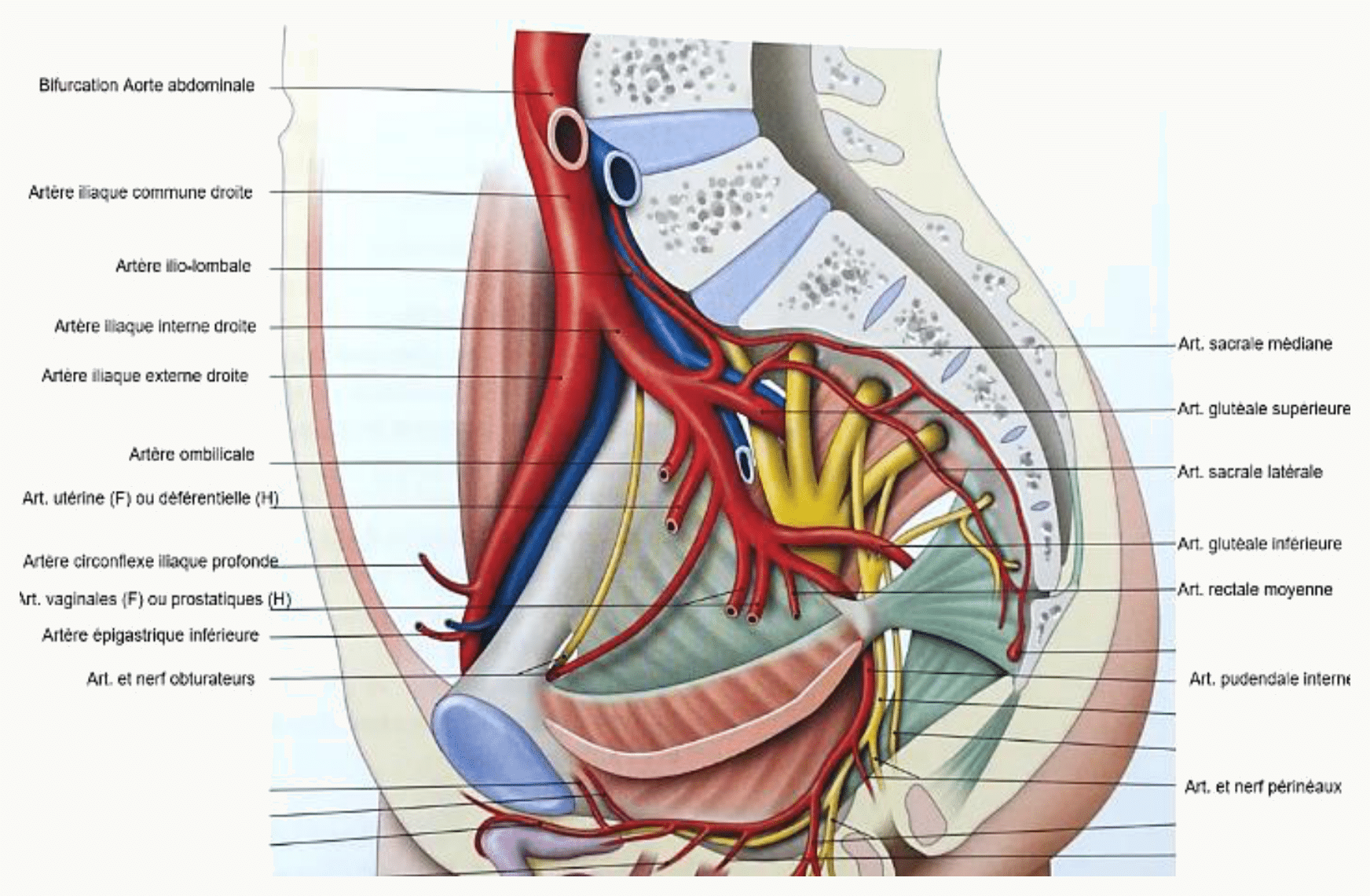 Artères pelviennes vues en dissection