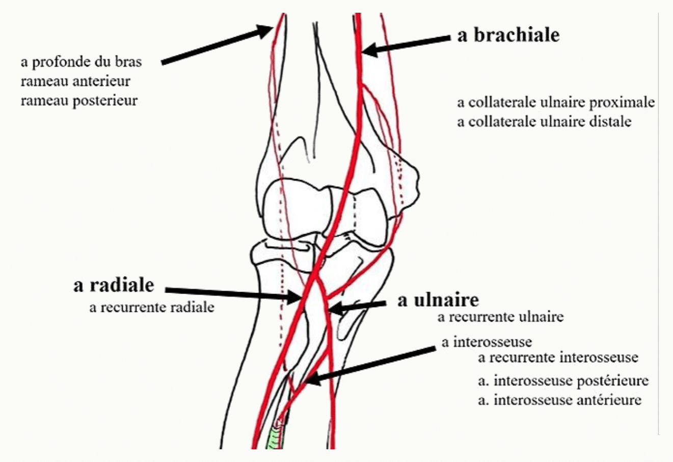 Artères radiale et ulnaire naissant de la bifurcation de l'artère brachiale au coude