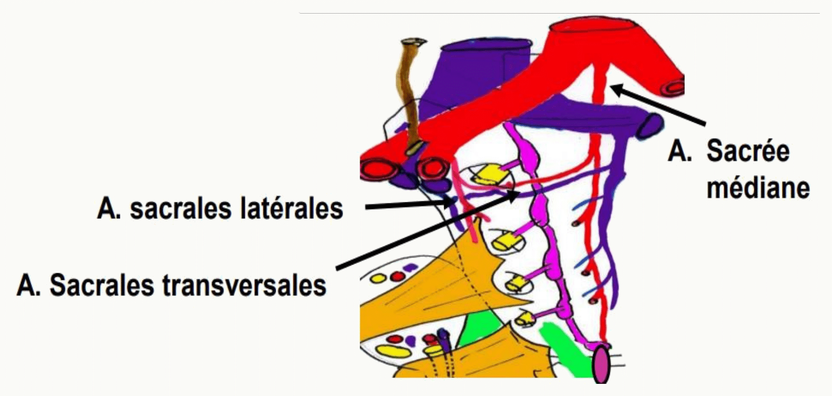 Artères sacrées médiane, latérales et transversales