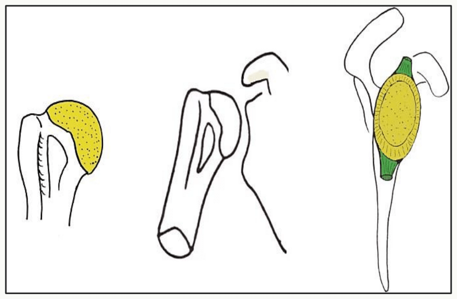 Surfaces articulaires de l'articulation gléno-humérale : tête humérale et cavité glénoïdale