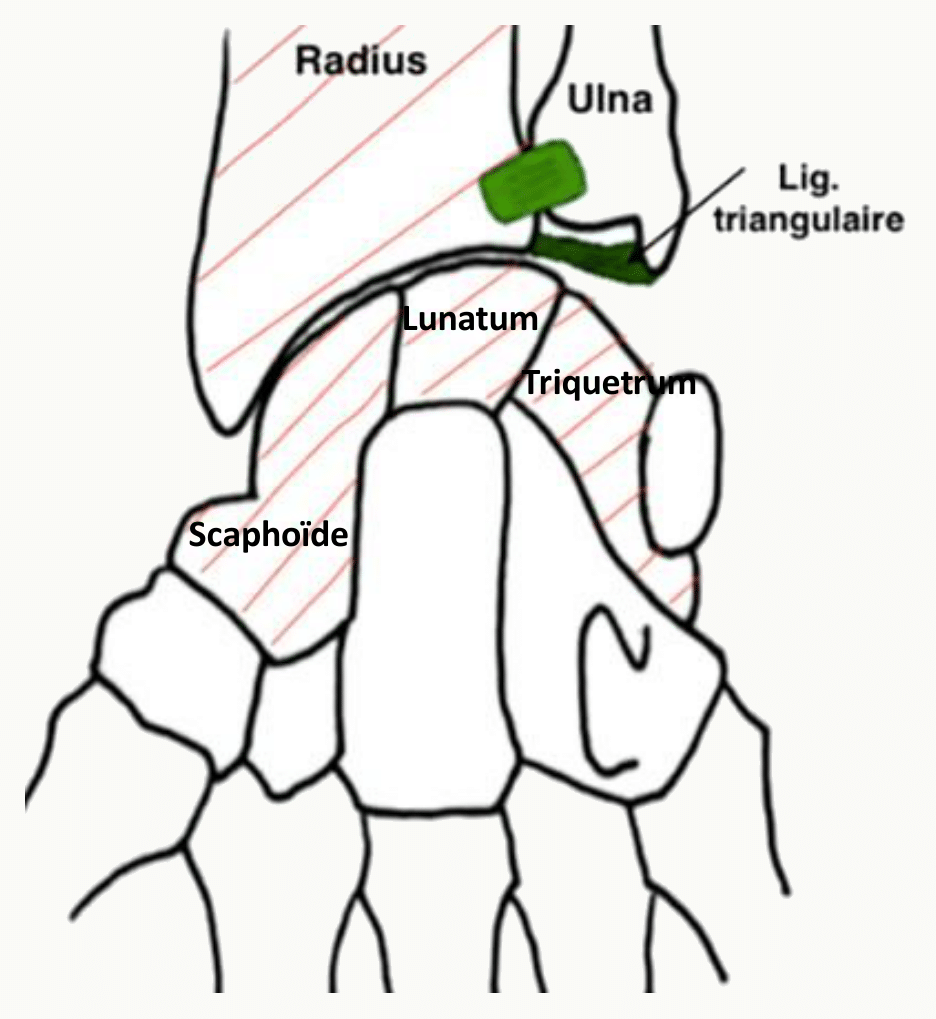 Articulation radio-carpienne, scaphoïde, lunatum, triquétrum et ligament triangulaire