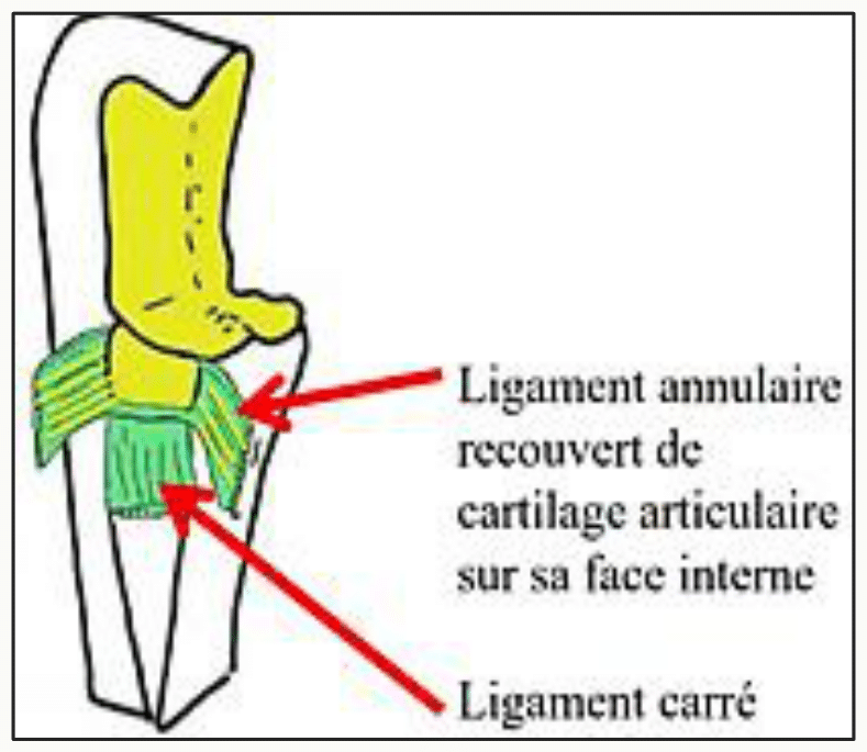 Articulation radio-ulnaire proximale, ligament annulaire recouvert de cartilage et ligament carré