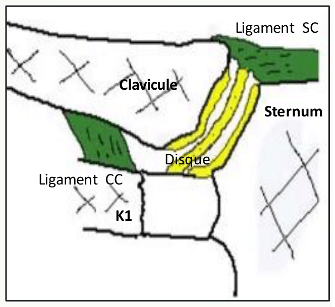 Articulation sterno-costo-claviculaire, son disque articulaire et ses ligaments
