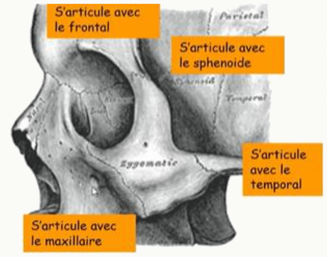 Articulations de l'os zygomatique avec le frontal, le sphénoïde, le temporal et le maxillaire