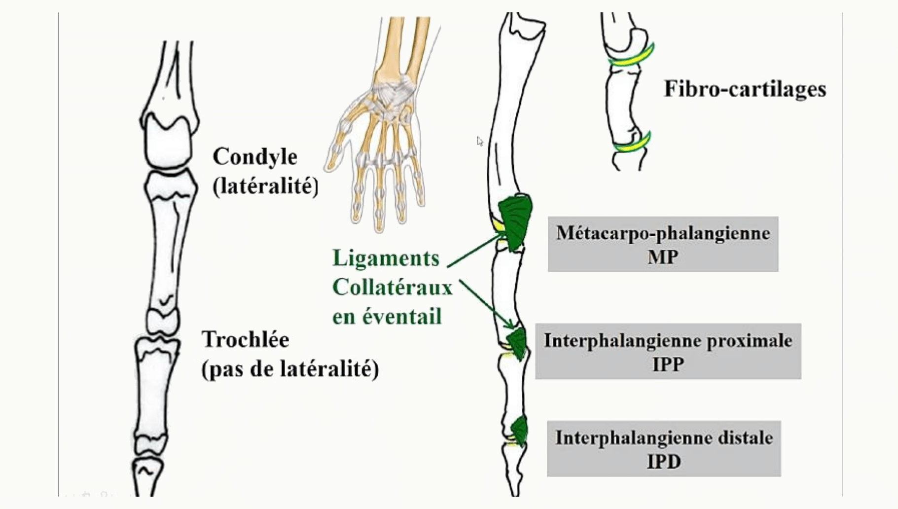 Articulations métacarpo-phalangiennes à condyle et interphalangiennes à trochlée, et leurs ligaments collatéraux