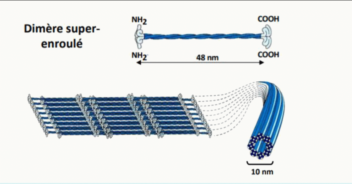 Assemblage d'un filament intermédiaire, du dimère super-enroulé au filament de 10 nm