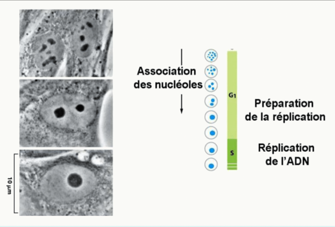Association des nucléoles et préparation de la réplication de l'ADN