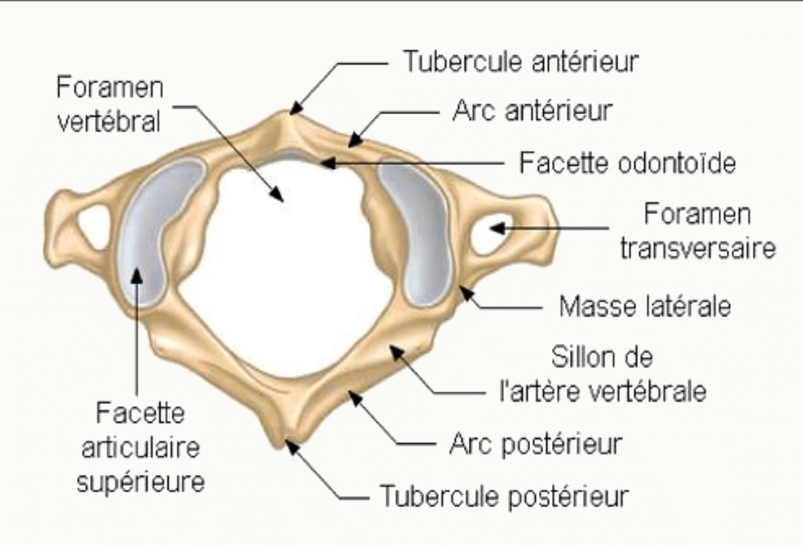 Atlas, première vertèbre cervicale, vu de dessus avec ses arcs et ses masses latérales