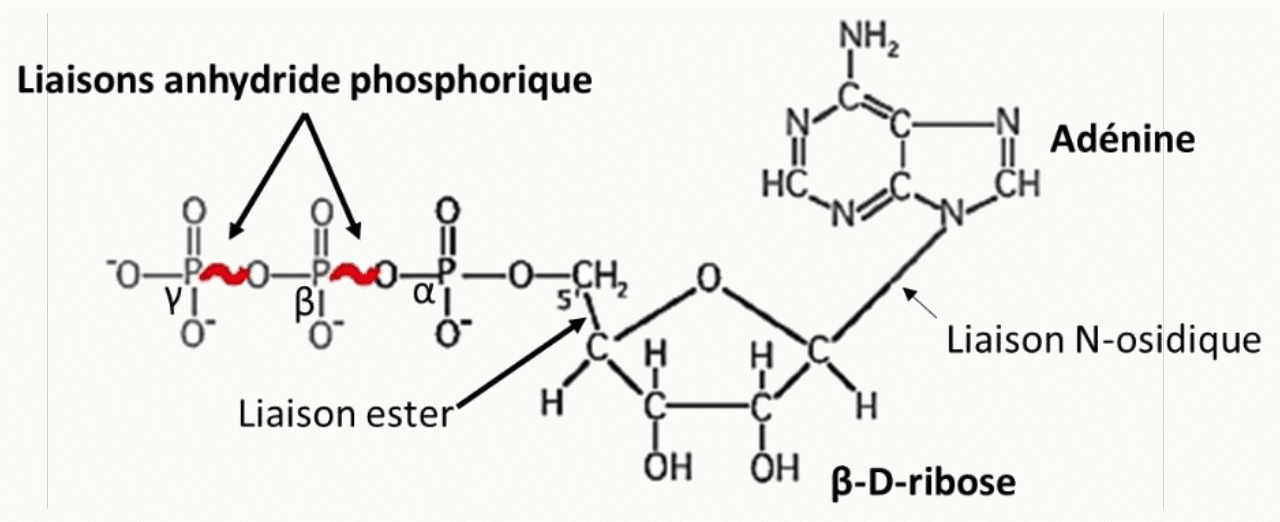 Structure de l'ATP : adénine, ribose et trois phosphates unis par des liaisons anhydride phosphorique