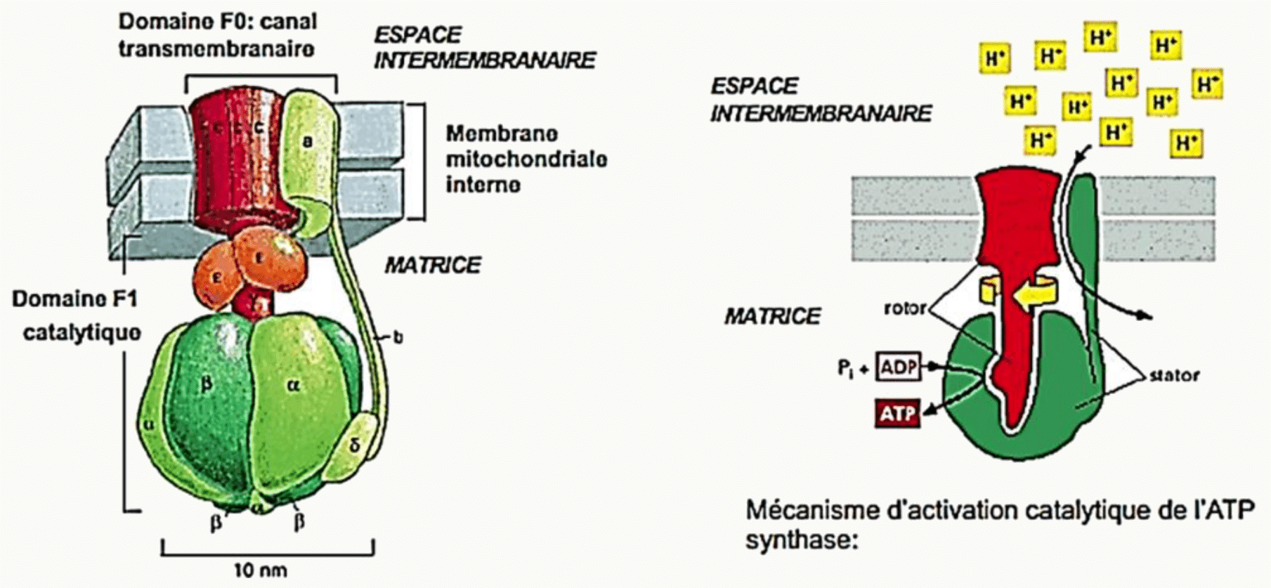 ATP synthase et ses domaines F0 transmembranaire et F1 catalytique, avec son mécanisme rotatif