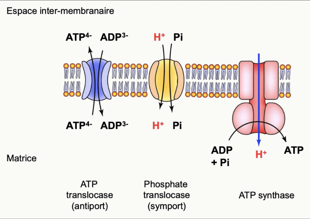 ATP translocase en antiport et phosphate translocase en symport de part et d'autre de la membrane interne