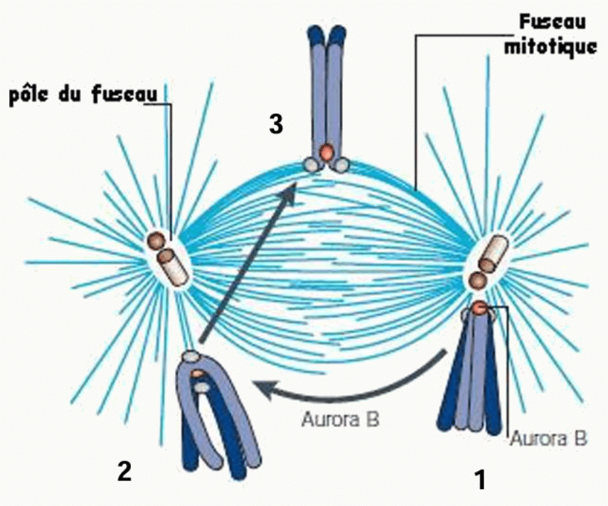 Aurora B corrigeant les attachements kinétochoriens incorrects entre chromosome et fuseau