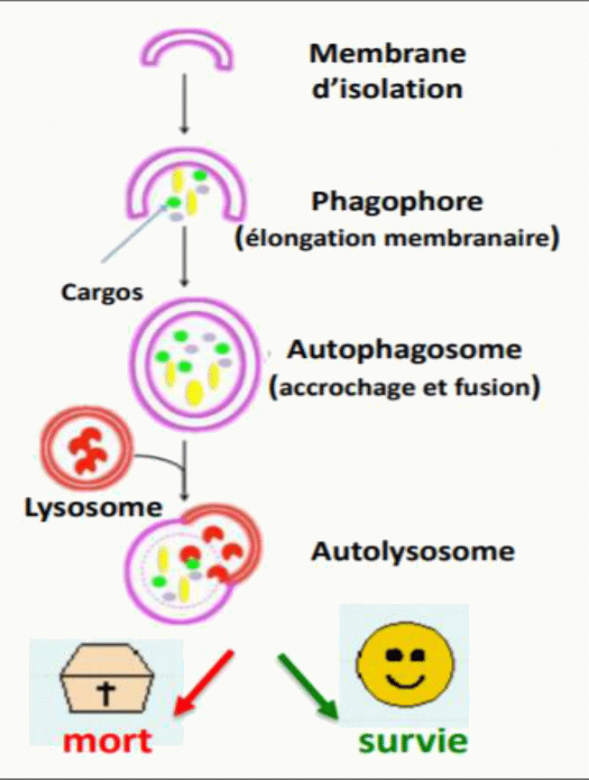 Autophagie : membrane d'isolement, phagophore, autophagosome puis autolysosome