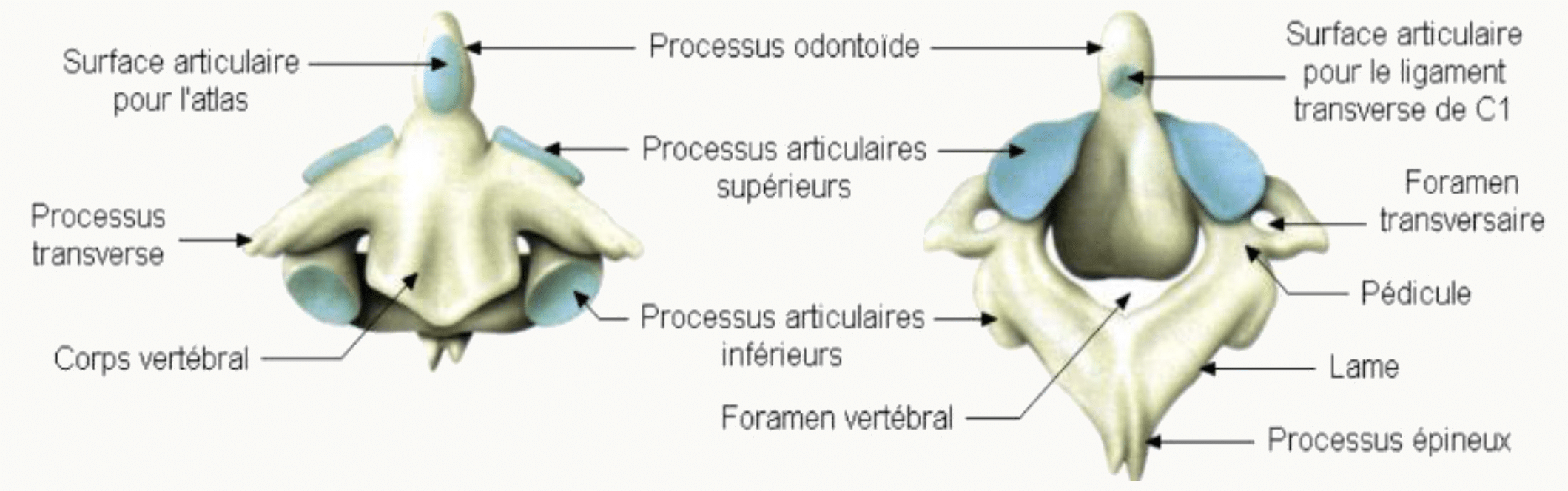 Axis, deuxième vertèbre cervicale, et son processus odontoïde