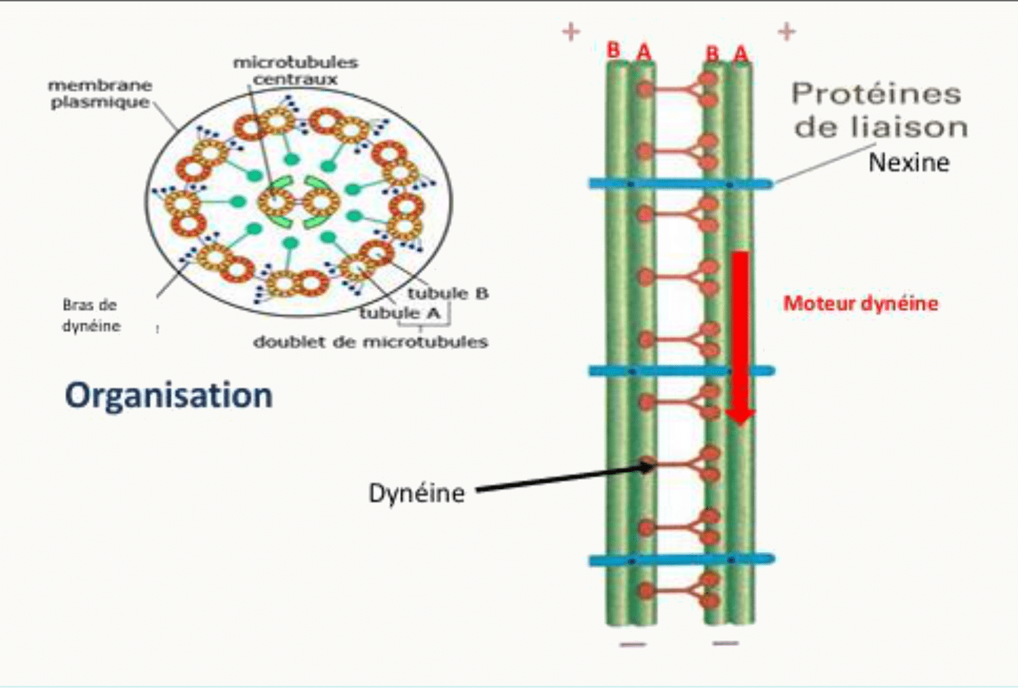 Organisation 9+2 de l'axonème avec ses bras de dynéine et ses liaisons de nexine