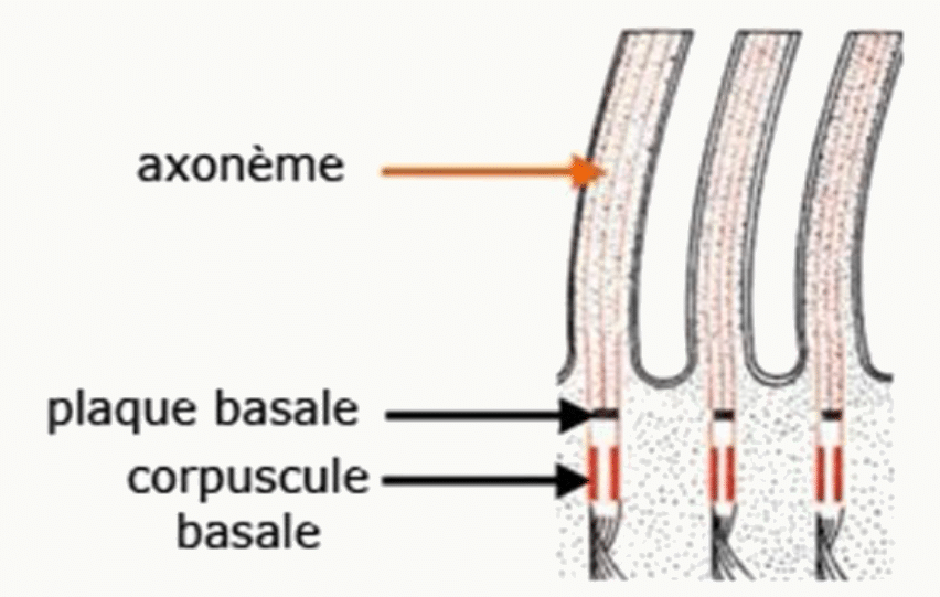 Axonème d'un cil, sa plaque basale et son corpuscule basal