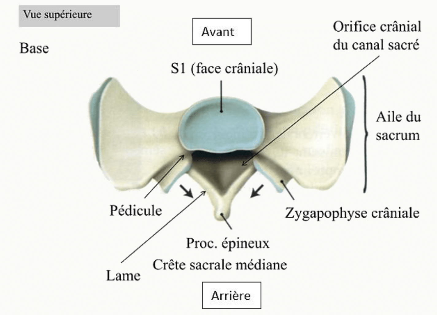 Base du sacrum et face crâniale de la première vertèbre sacrée