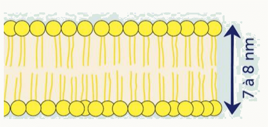 Bicouche lipidique et son épaisseur de 7 à 8 nanomètres