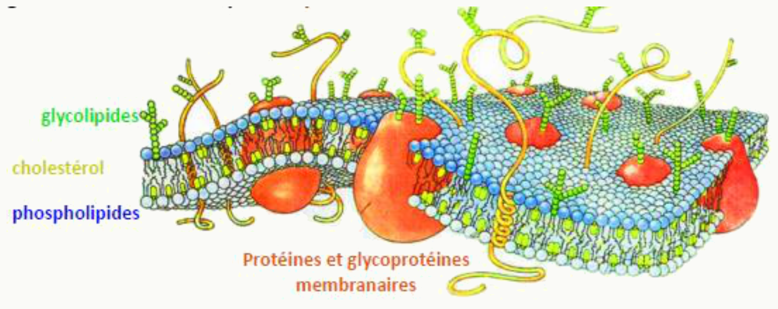 Bicouche lipidique associant phospholipides, glycolipides et cholestérol
