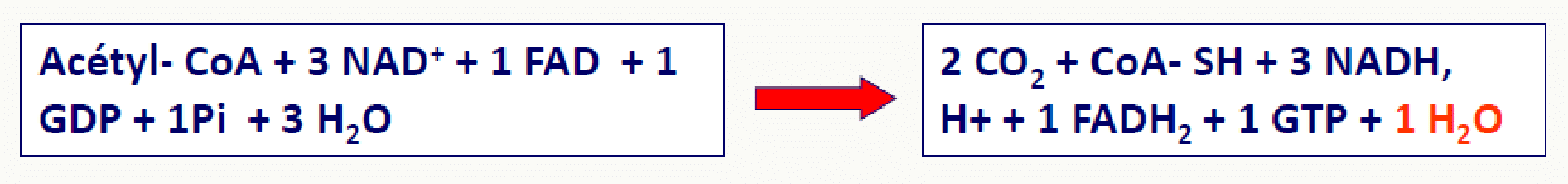 Bilan d'un tour de cycle de Krebs : 2 CO₂, 3 NADH, 1 FADH₂ et 1 GTP