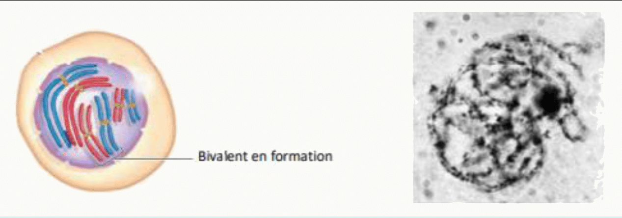Bivalent en formation par appariement de deux chromosomes homologues