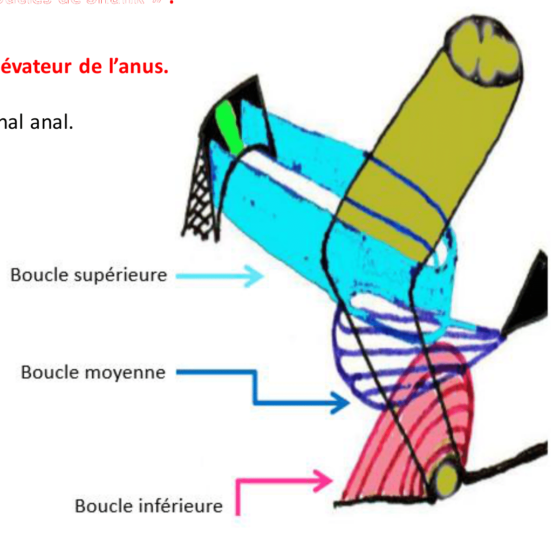 Boucles de Shafik supérieure, moyenne et inférieure du sphincter anal externe