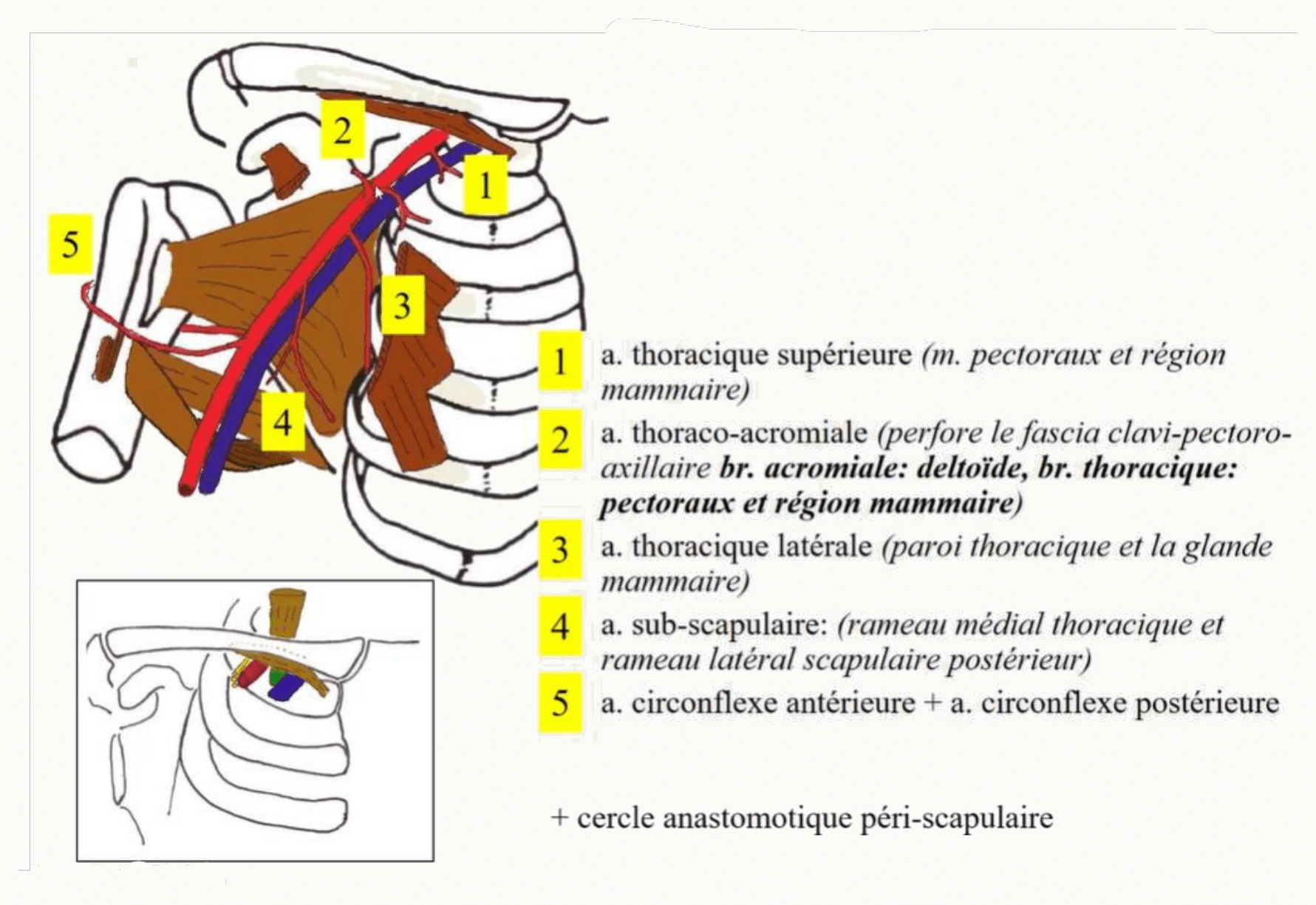 Branches de l'artère axillaire réparties selon les trois portions définies par le petit pectoral