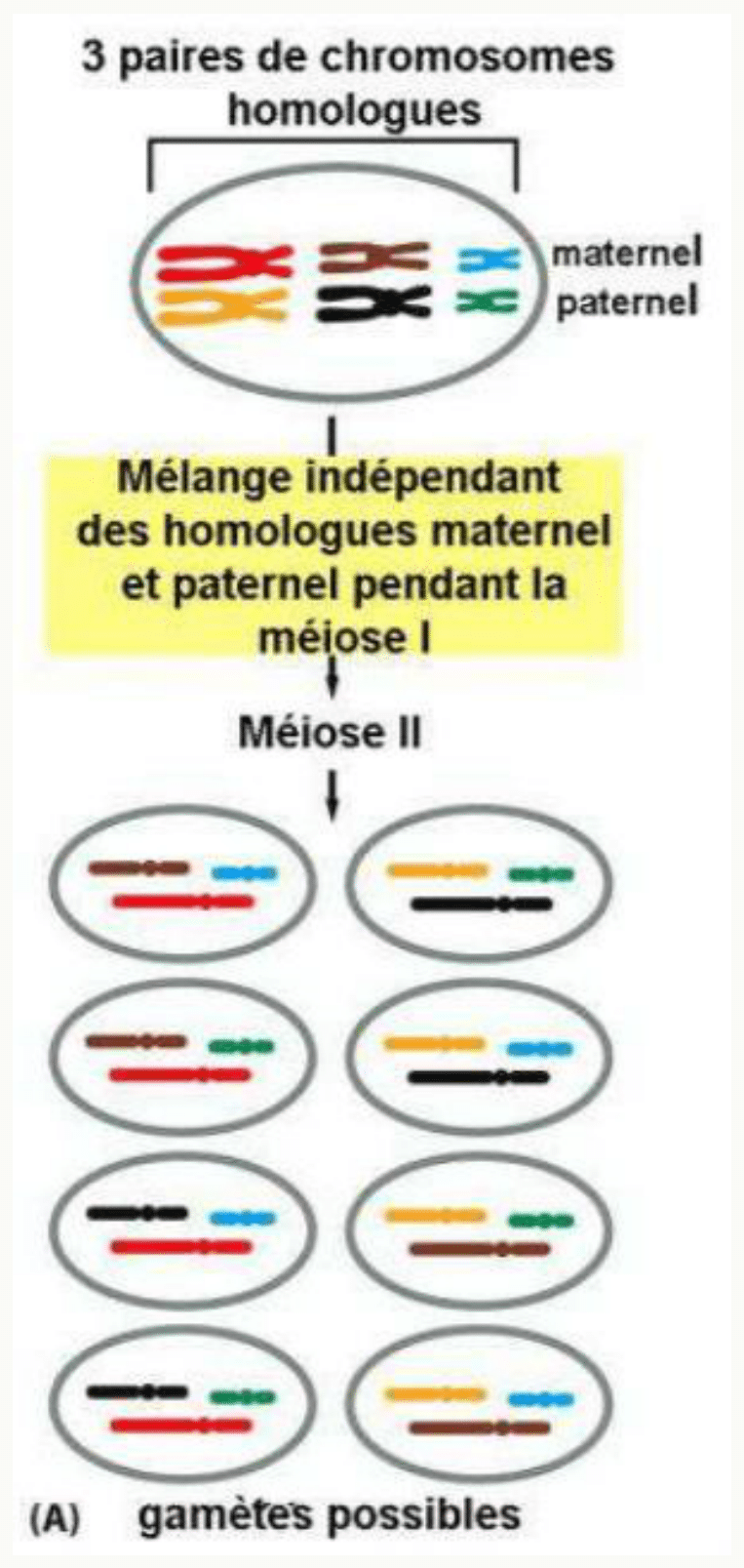 Brassage interchromosomique : mélange indépendant des homologues maternels et paternels et gamètes possibles