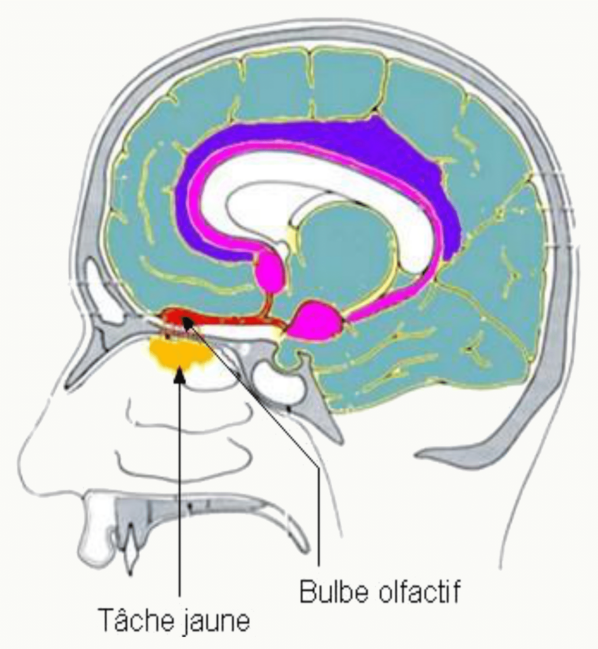 Bulbe olfactif et sa situation à la face inférieure du lobe frontal