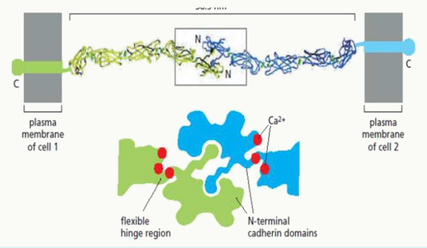 Cadhérine et ses domaines extracellulaires rigidifiés par la fixation d'ions calcium