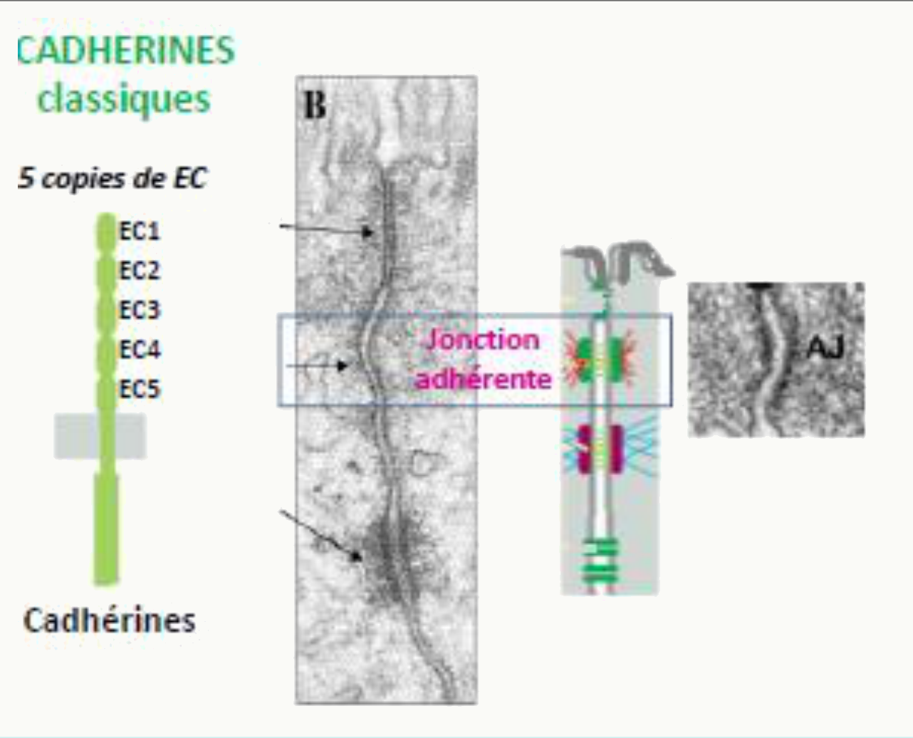 Cadhérines classiques et leurs cinq domaines EC1 à EC5, au sein d'une jonction adhérente