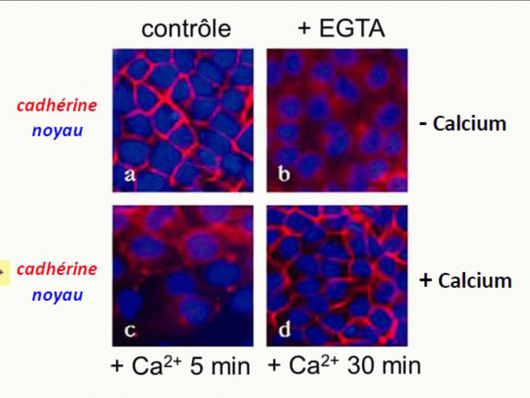 Marquage des cadhérines montrant la perte d'adhérence après chélation du calcium puis sa restauration