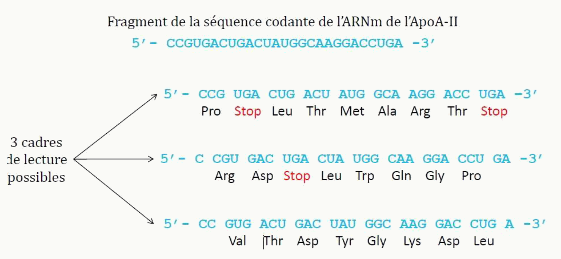 Les trois cadres de lecture possibles d'une même séquence codante d'ARNm