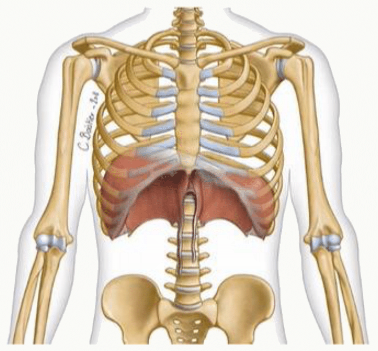 Cage thoracique complète avec le rachis en arrière, les côtes et le sternum en avant