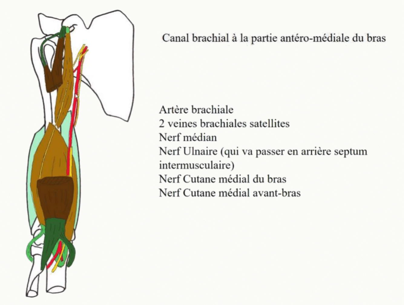 Canal brachial à la face antéro-médiale du bras et son contenu vasculo-nerveux