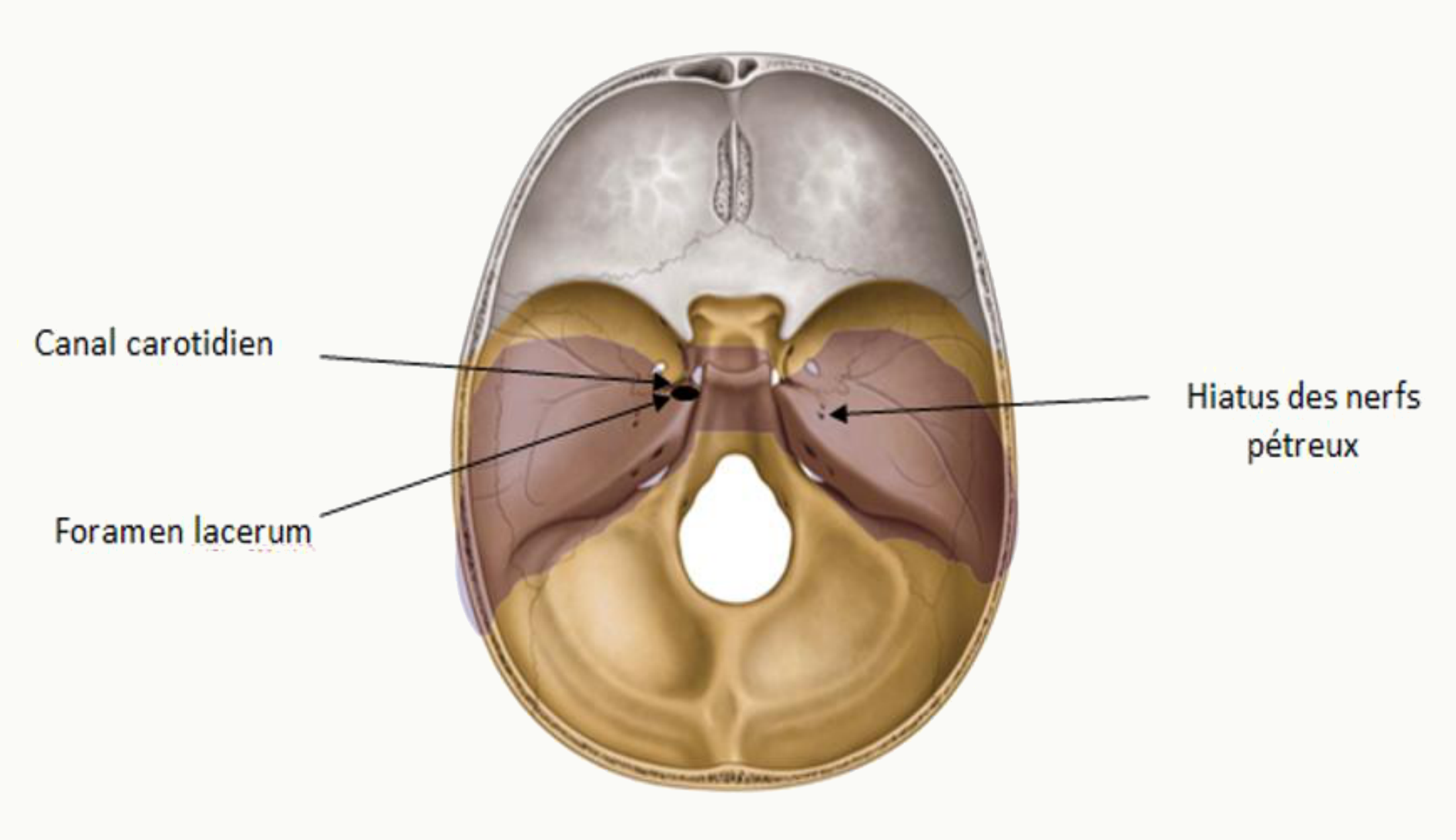 Canal carotidien, foramen lacerum et hiatus des nerfs pétreux de la fosse moyenne