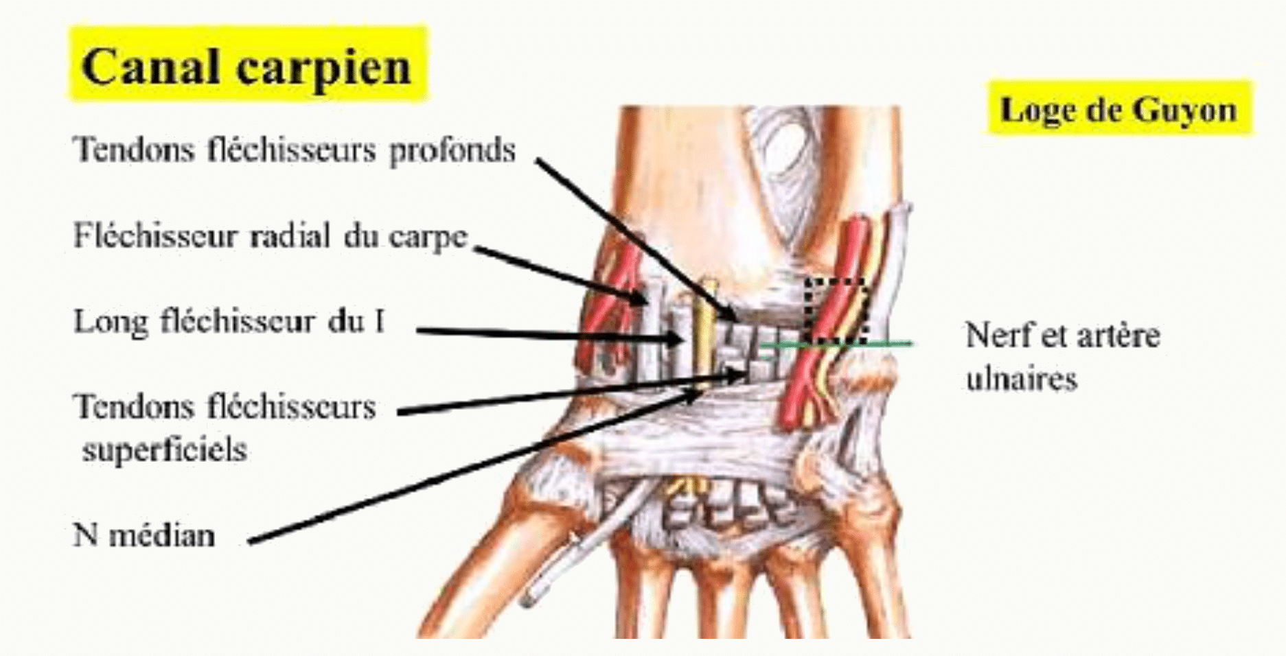 Canal carpien et loge de Guyon avec le nerf et l'artère ulnaires